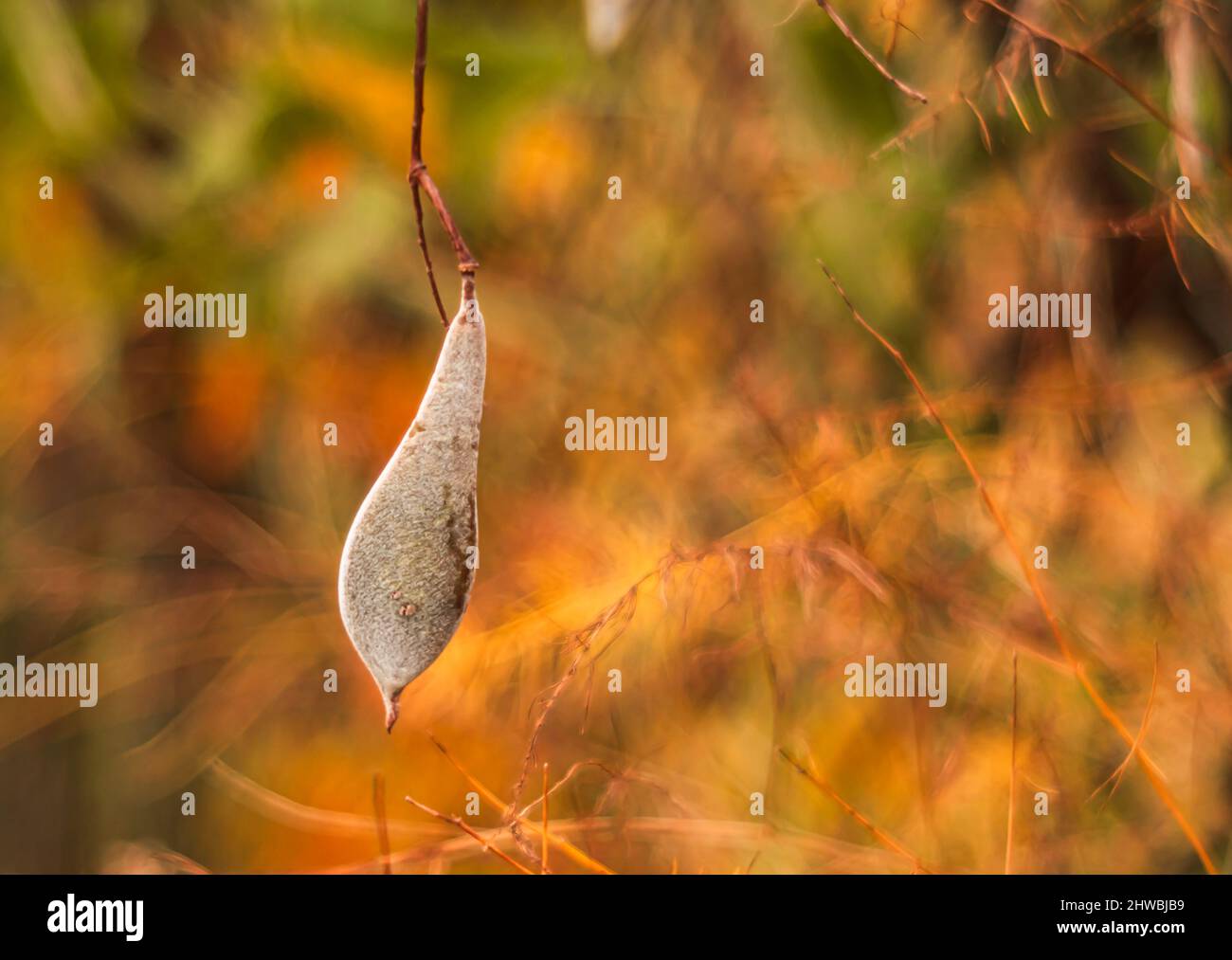 Kwiaty Polski Banque D'Images