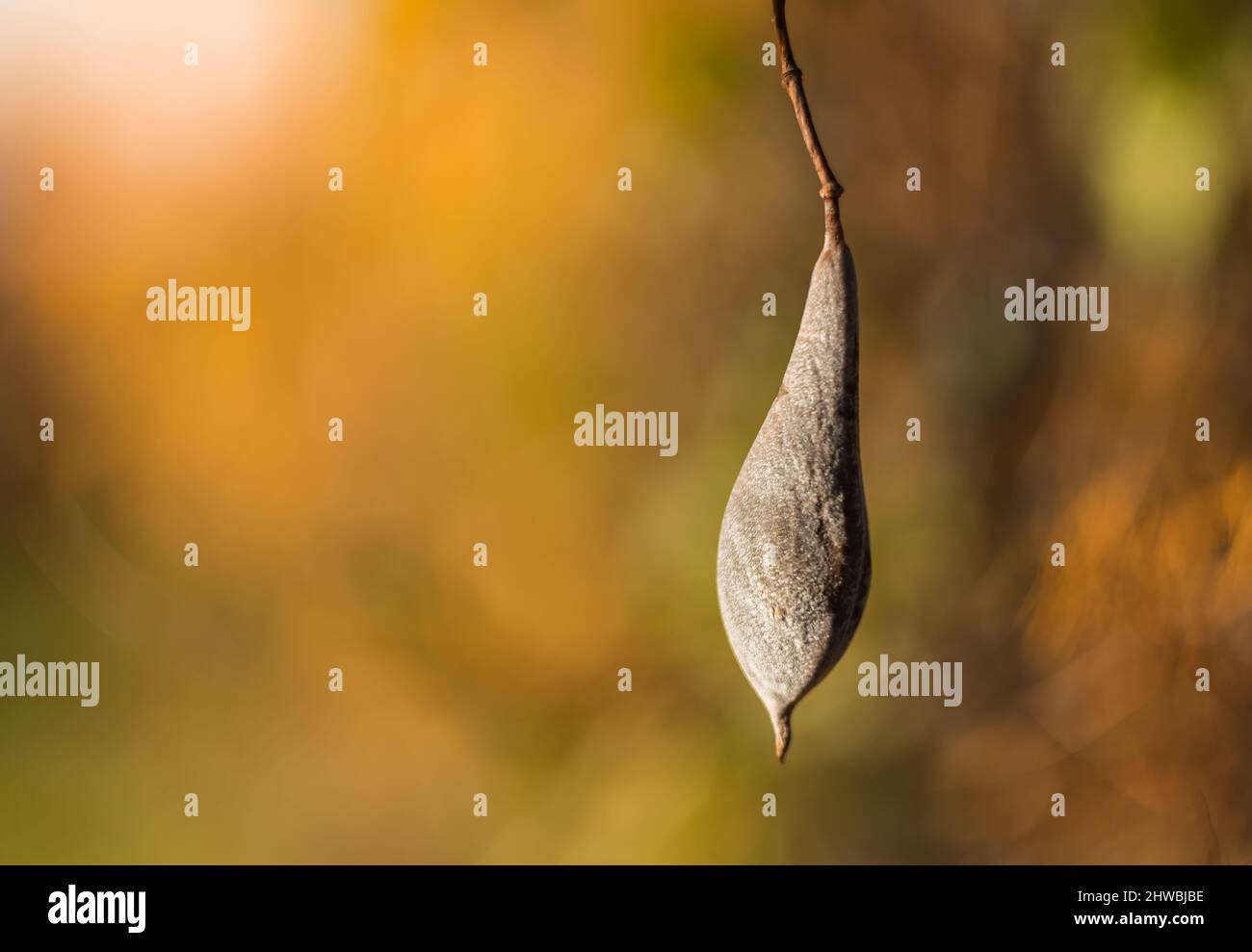 Kwiaty Polski Banque D'Images