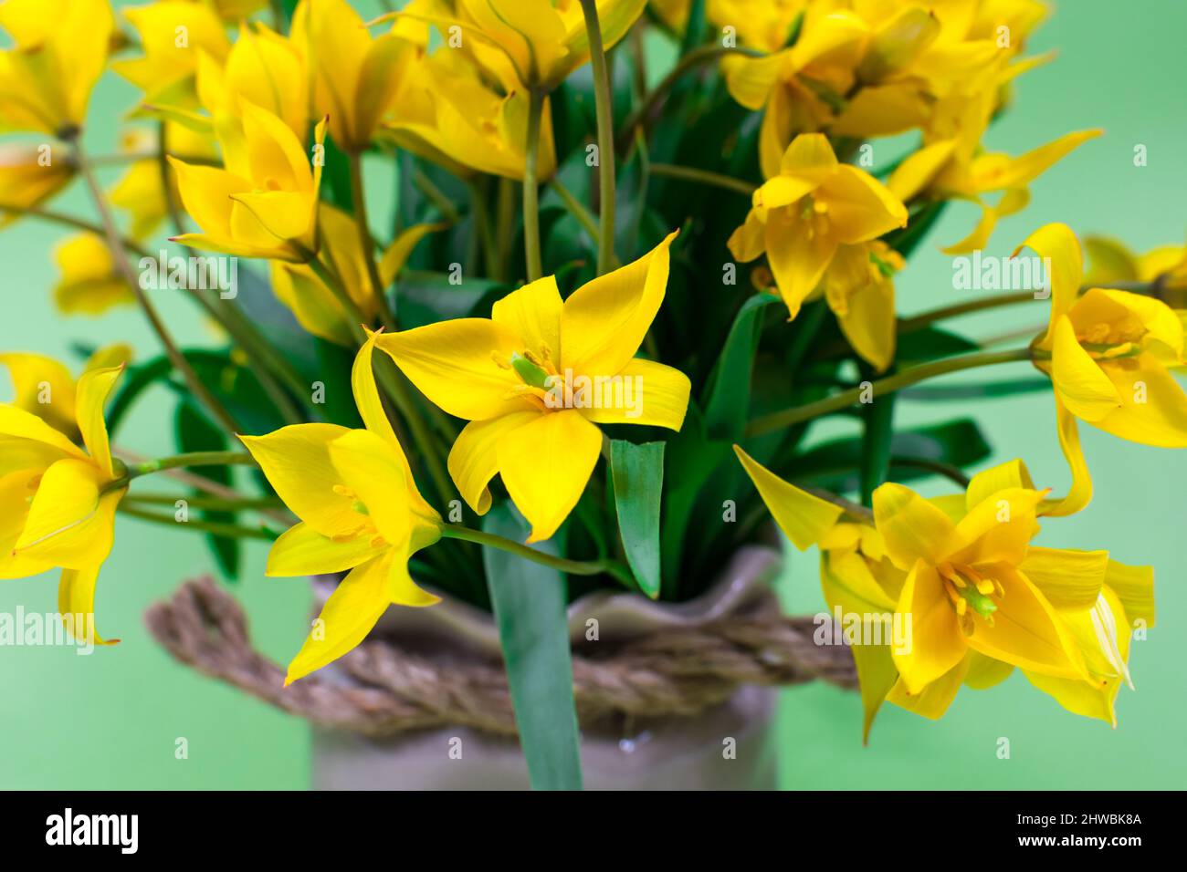 Gros plan de tulipes de forêt jaune sur fond vert. La base de la carte postale. Fête des mères, 8 mars. Place pour une inscription. Flus sélectif. Banque D'Images