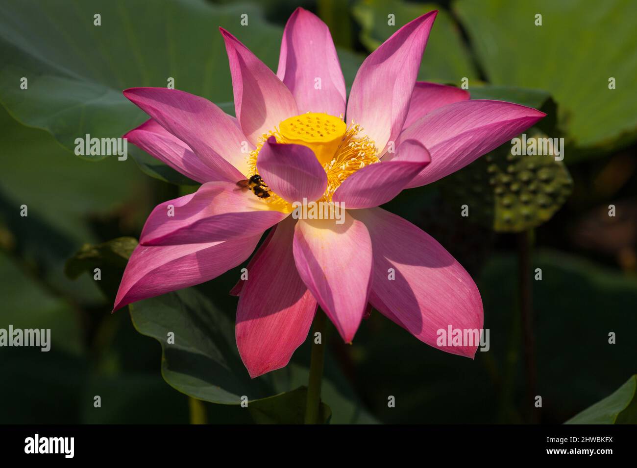 Le Lotus en fleurs appelle également la beauté de la nature des fleurs de bouddha. Banque D'Images