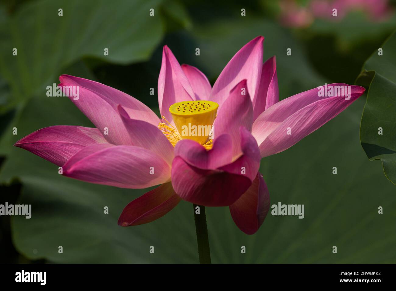 Le Lotus en fleurs appelle également la beauté de la nature des fleurs de bouddha. Banque D'Images