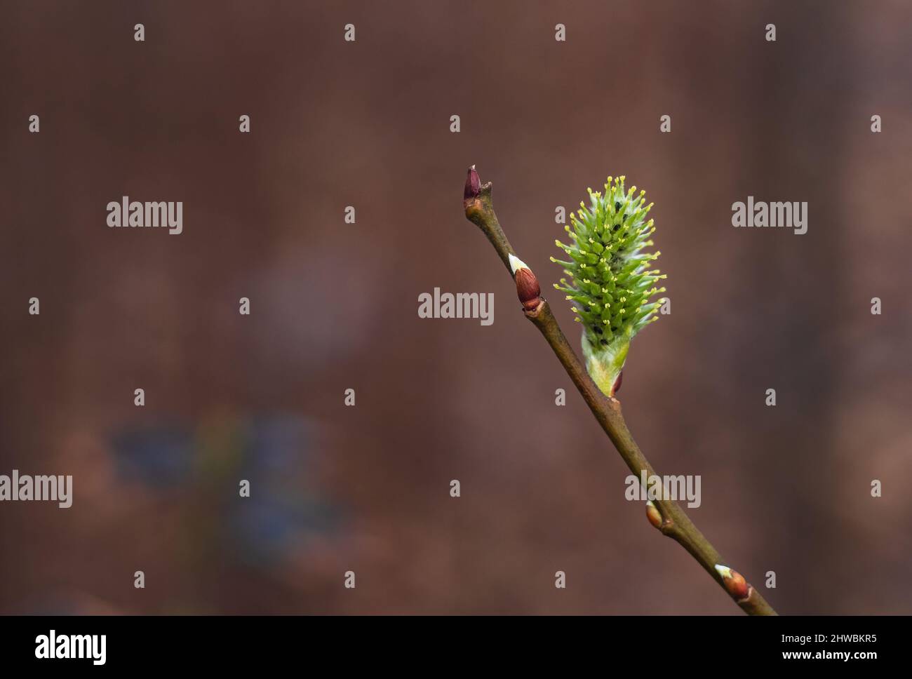 Kwiaty Polski Banque D'Images