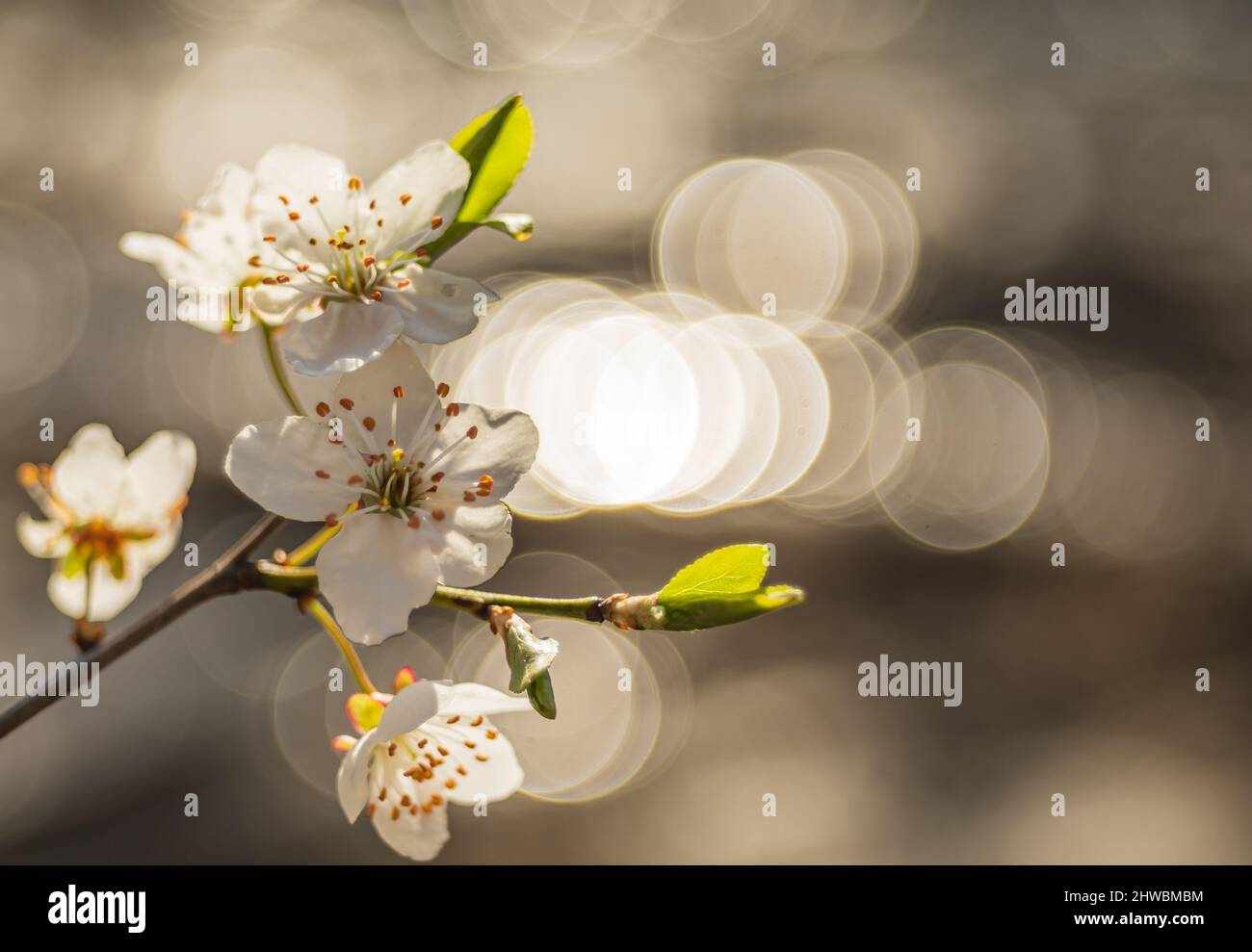 Kwiaty Polski Banque D'Images