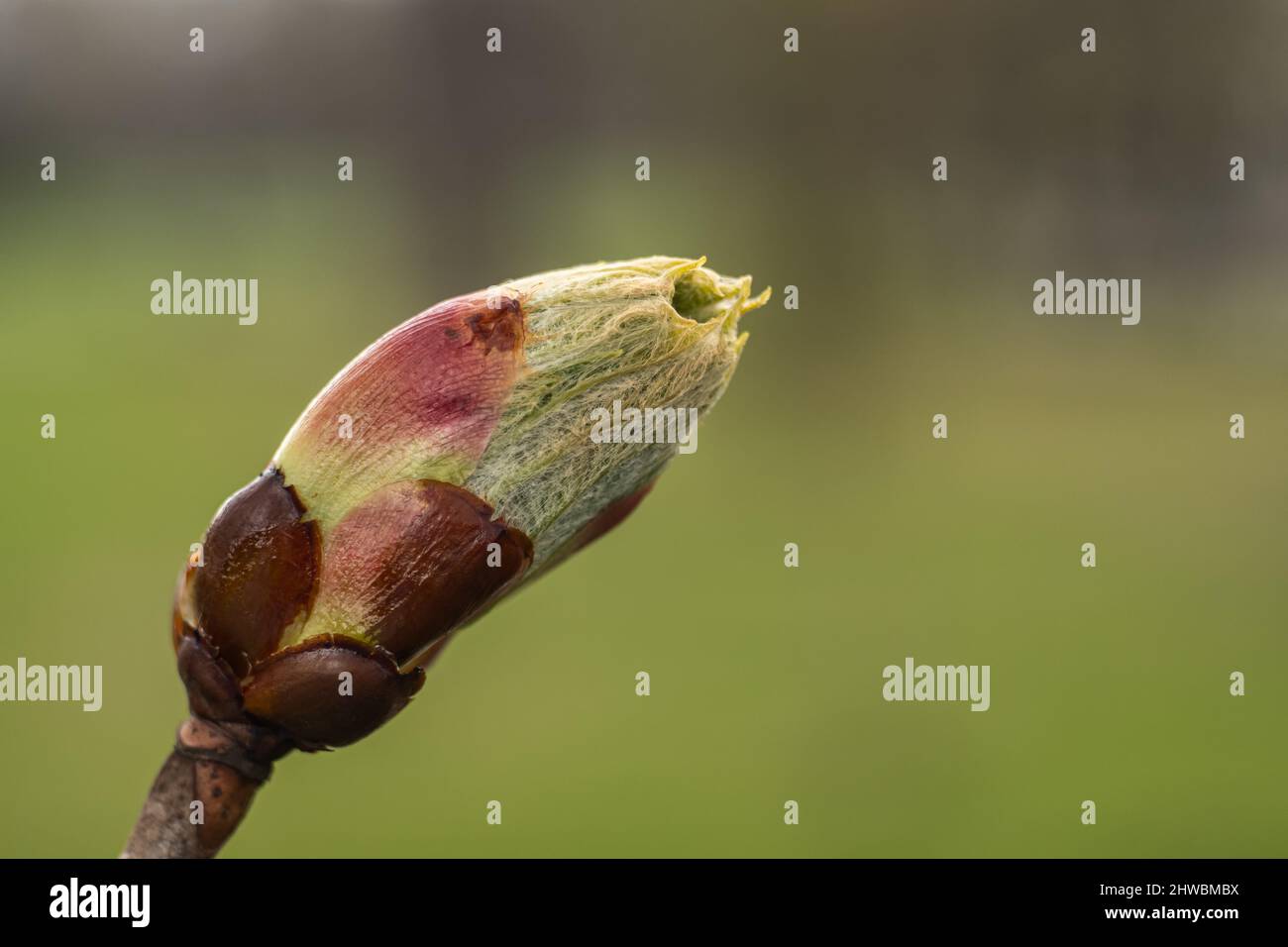 Kwiaty Polski Banque D'Images