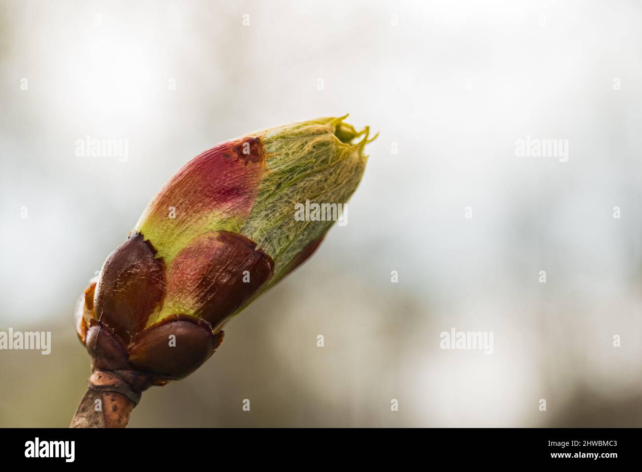 Kwiaty Polski Banque D'Images