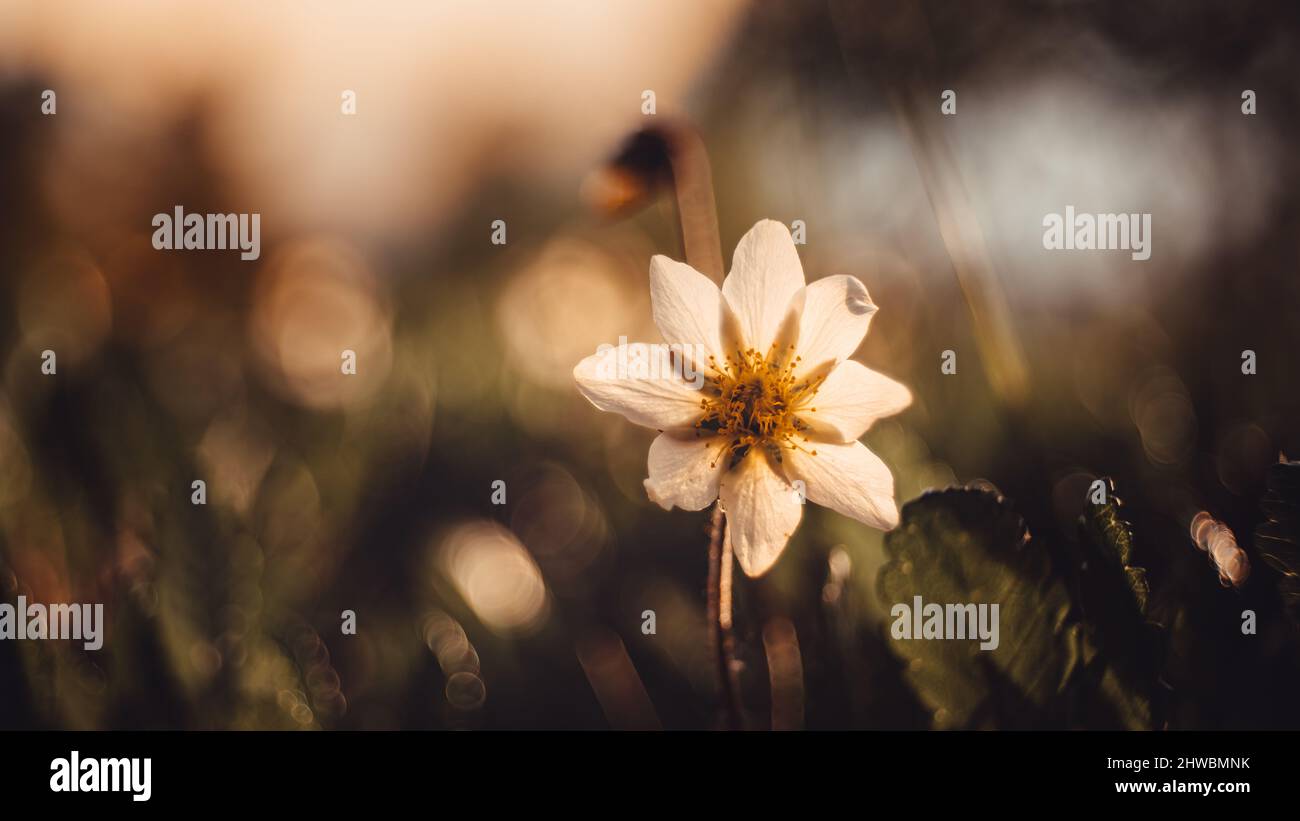 Kwiaty Polski Banque D'Images