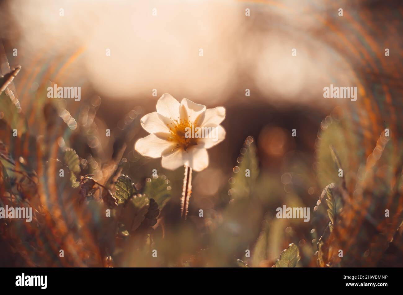 Kwiaty Polski Banque D'Images