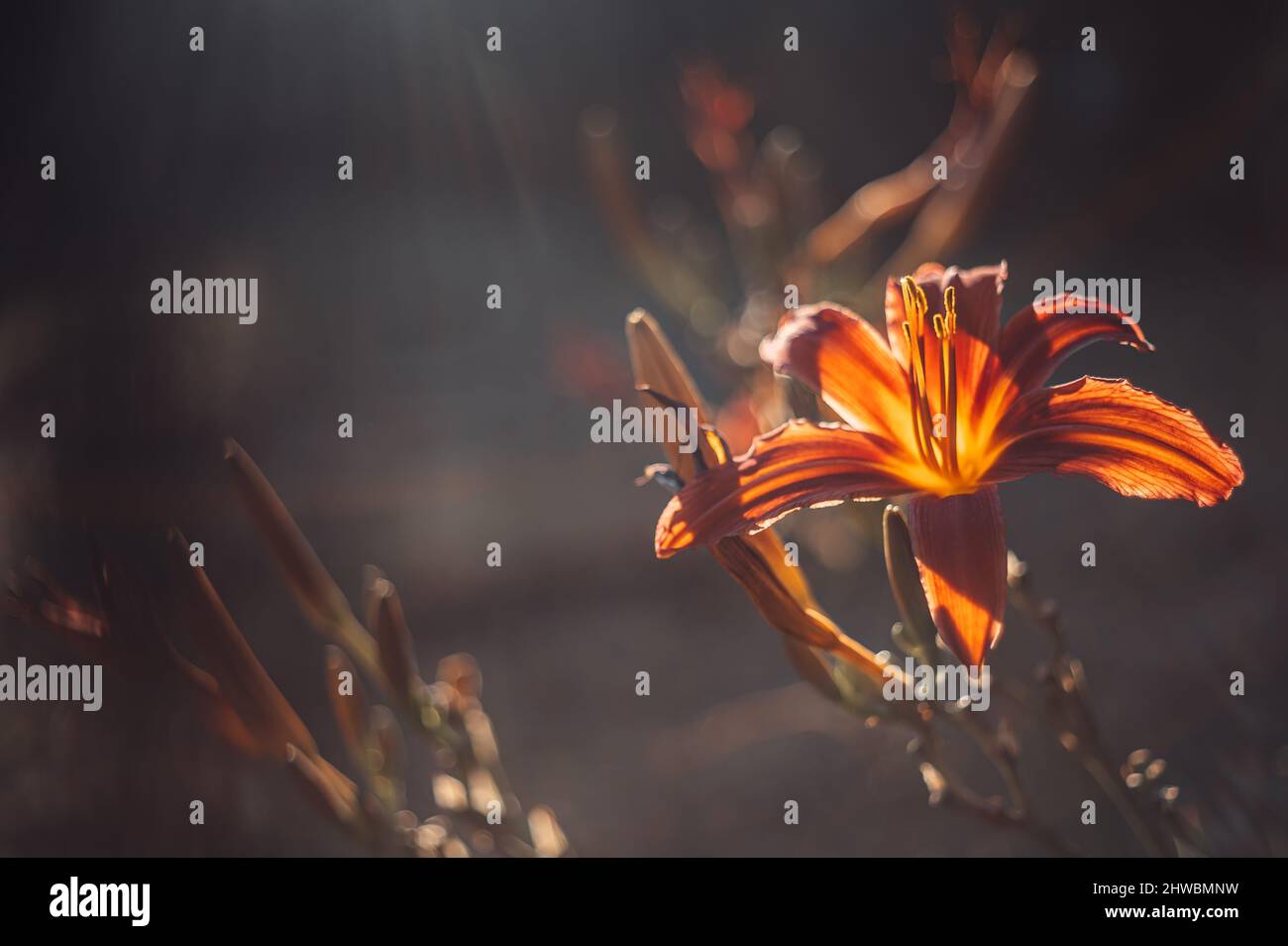 Kwiaty Polski Banque D'Images