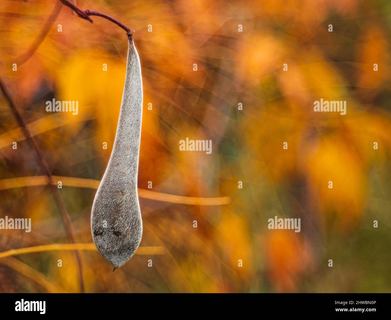 Kwiaty Polski Banque D'Images