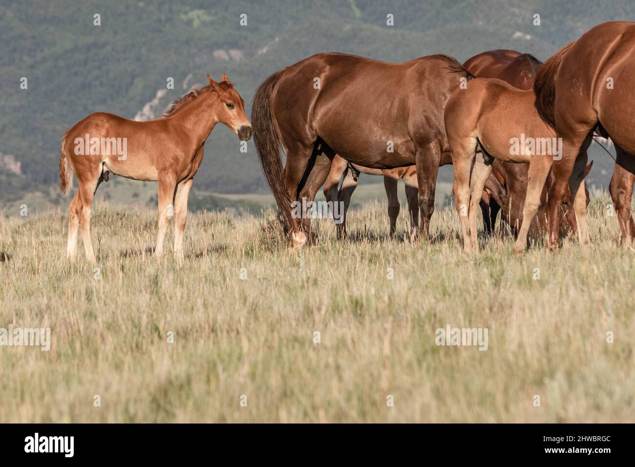 Troupeau de chevaux Wyoming Montana Ranch dans les montagnes Pryor Banque D'Images