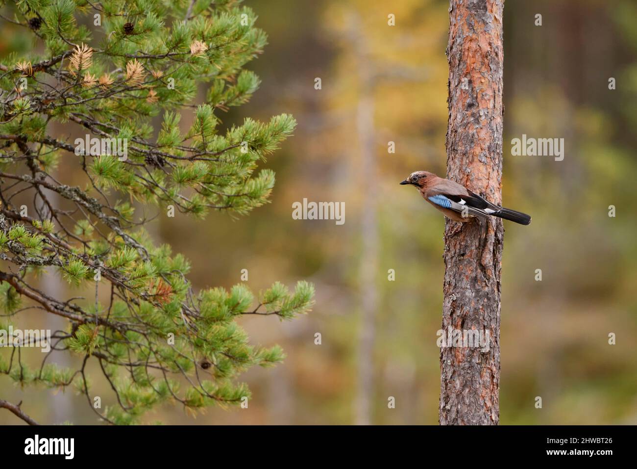Geai eurasien - Garrulus glandarius, grand oiseau de perchage coloré des forêts et des terres boisées européennes, Finlande. Banque D'Images