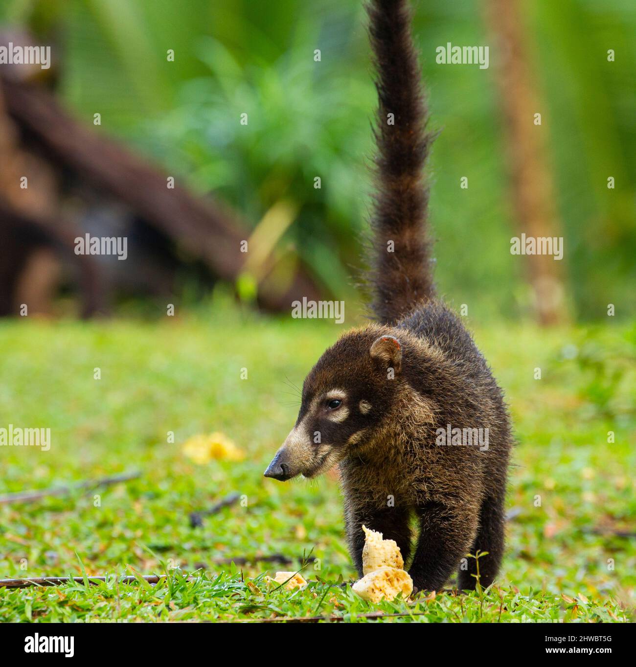 Coati à nez blanc (Nasua narica) manger une banane Banque D'Images