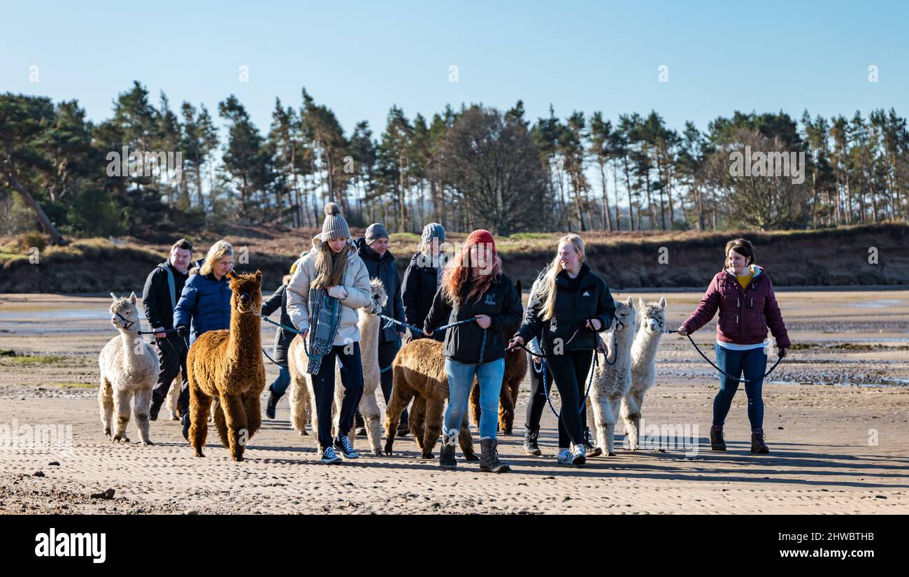 Hedderwick Hill Farm, East Lothian, Écosse, Royaume-Uni, 5th mars 2022. John Muir Alpacas: Cette entreprise relativement nouvelle permet aux gens de marcher à travers John Muir Country Park avec un alpaga de la ferme forte de 40 troupeaux, qui sont de deux types - Suri (à poil long) et Huacaya . Photo : la directrice Jennifer Chase dirige un groupe de personnes sur le trek au soleil Banque D'Images