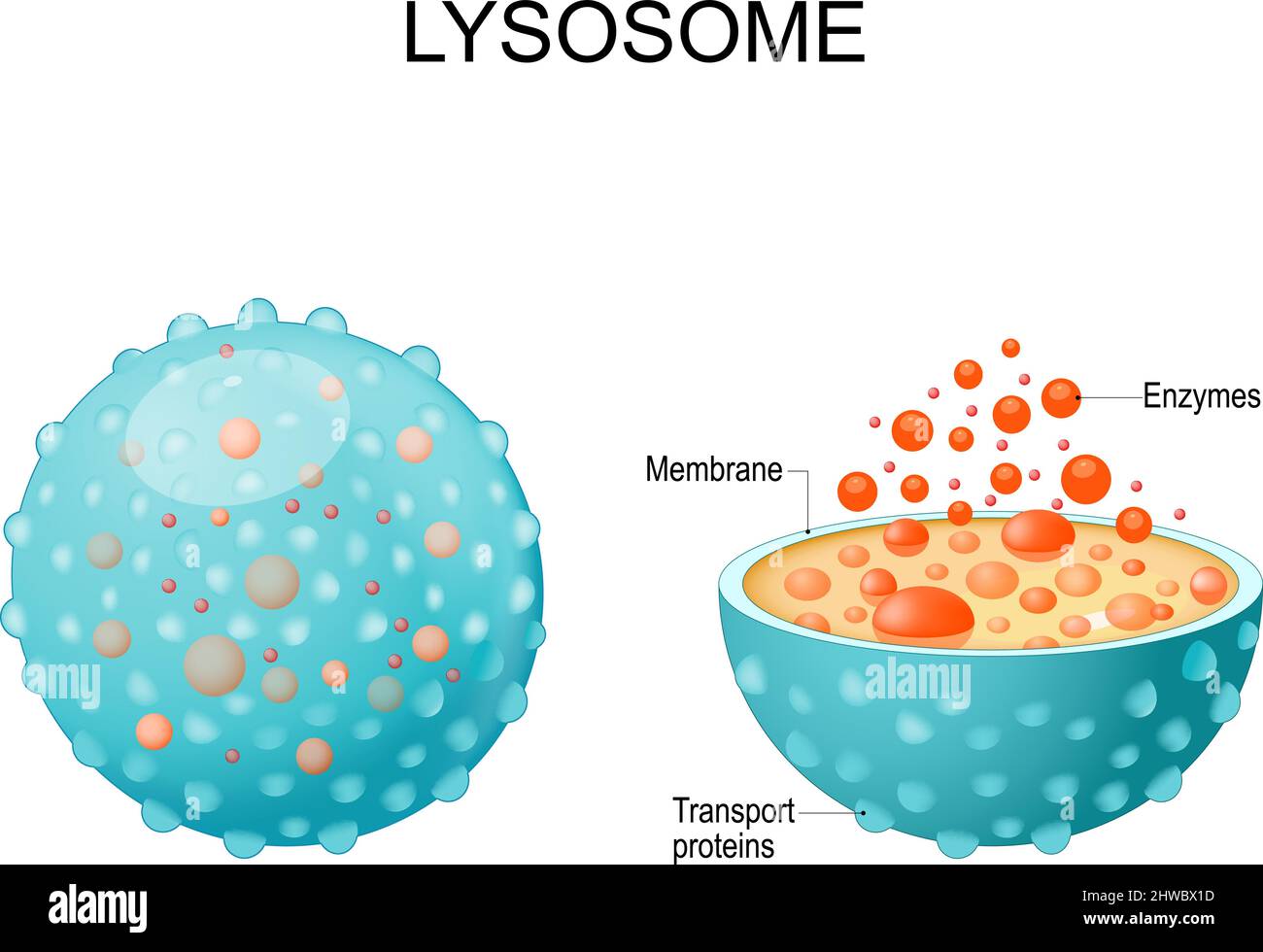 Lysosome. Apparence, vue extérieure et intérieure. Coupe transversale et anatomie du lysosome : enzymes hydrolytiques, protéines membranaires et de transport Illustration de Vecteur
