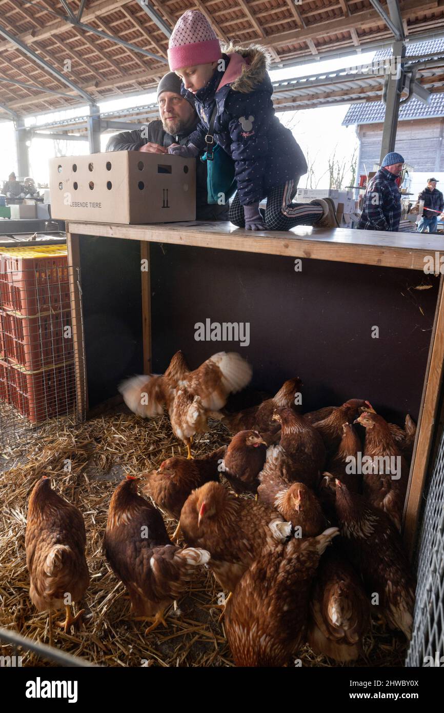 Volkenroda, Allemagne. 05th mars 2022. Patrick Gaßmann et sa fille Sophie sélectionnent des poules pondeuses sur le marché des animaux et des fermiers du monastère de Volkenroda. Environ 50 commerçants ont offert leurs produits autour de la ferme et du jardin au premier marché de la saison. Credit: Michael Reichel/dpa-Zentralbild/ZB/dpa/Alay Live News Banque D'Images