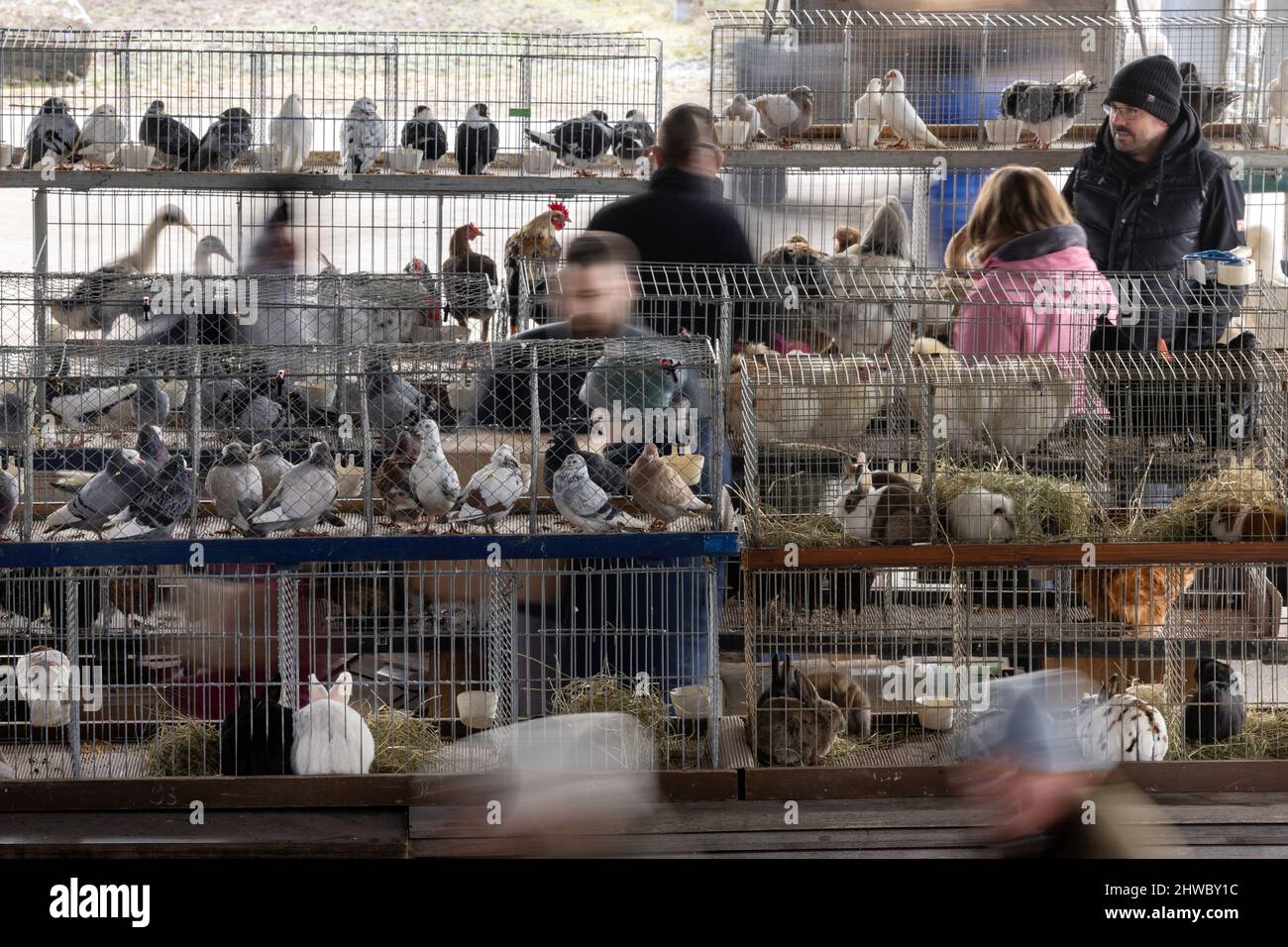 Volkenroda, Allemagne. 05th mars 2022. Les petits animaux sont proposés à la vente sur le marché des animaux et des agriculteurs du monastère de Volkenroda. Environ 50 commerçants ont offert leurs produits autour de la ferme et du jardin au premier marché de la saison. Credit: Michael Reichel/dpa-Zentralbild/ZB/dpa/Alay Live News Banque D'Images