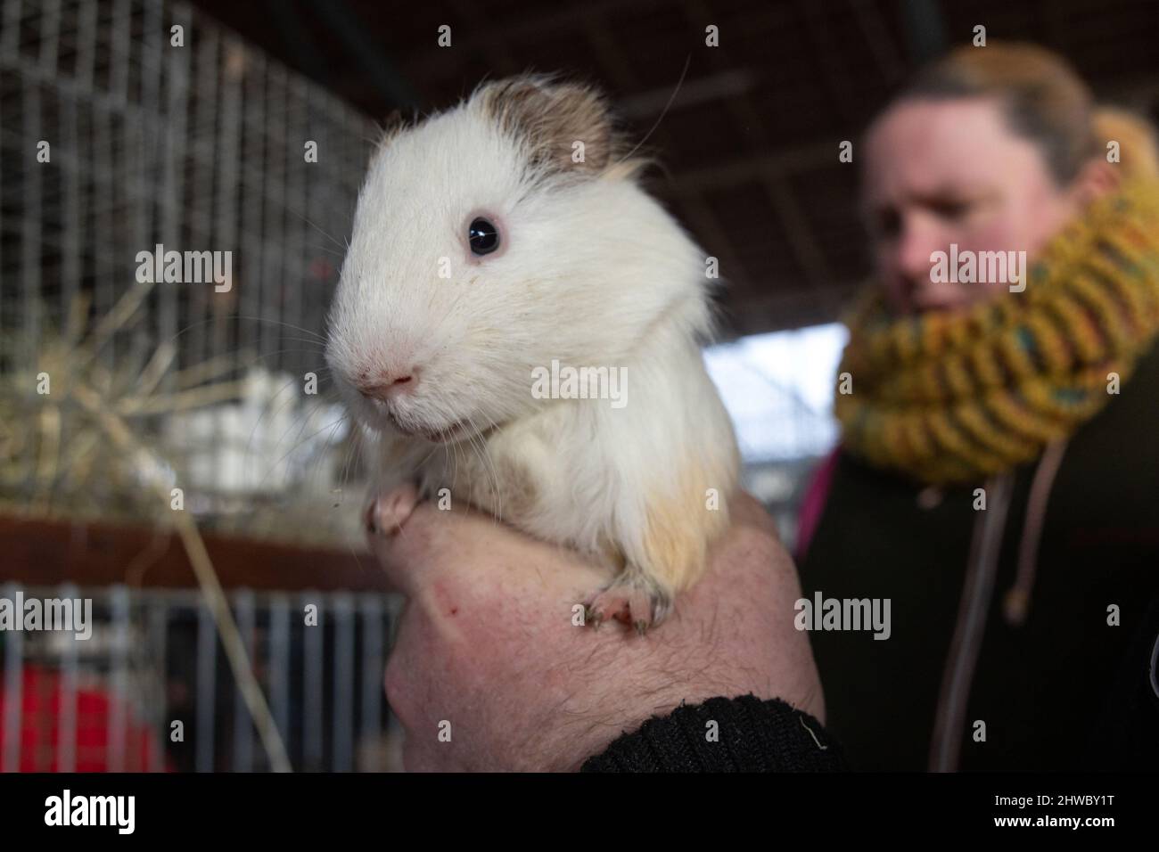 Volkenroda, Allemagne. 05th mars 2022. Un cobaye est proposé à la vente sur le marché des animaux et des agriculteurs du monastère de Volkenroda. Environ 50 commerçants ont offert leurs produits autour de la ferme et du jardin au premier marché de la saison. Credit: Michael Reichel/dpa-Zentralbild/ZB/dpa/Alay Live News Banque D'Images