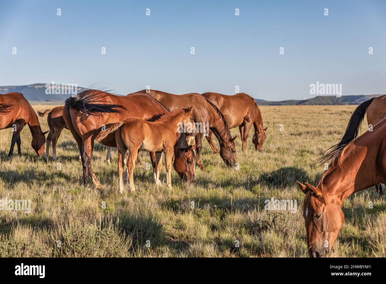 Troupeau de chevaux Wyoming Montana Ranch dans les montagnes Pryor. Groupe de chevaux de la région de Yellowstone pour les amateurs de wranglers dans un ranch dude. Banque D'Images
