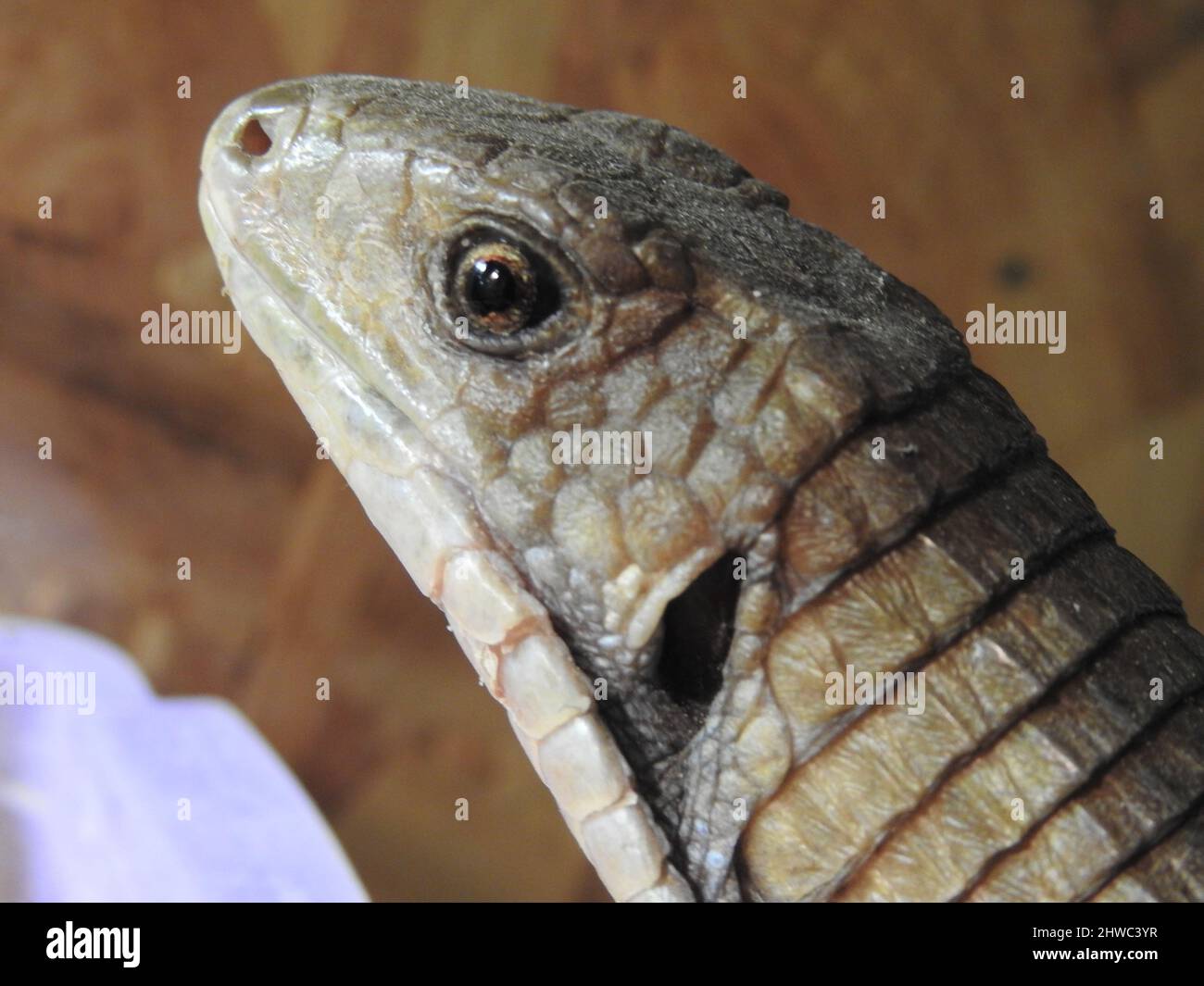 Iguana vert (Iguana Iguana) en contact visuel avec l'appareil photo, gros plan Banque D'Images