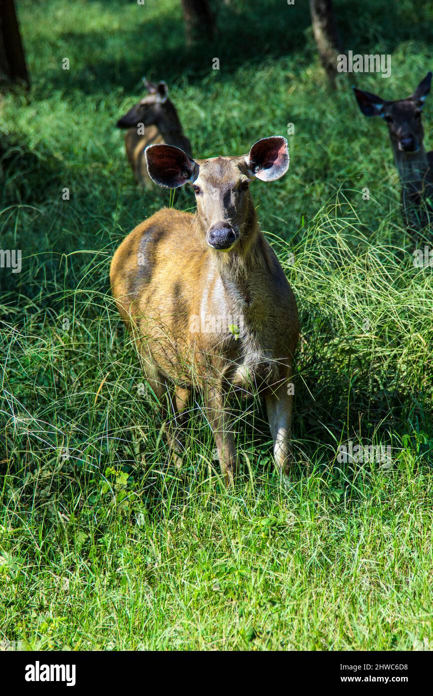Antilope dans le parc national de Sariska en Inde en herbe Banque D'Images