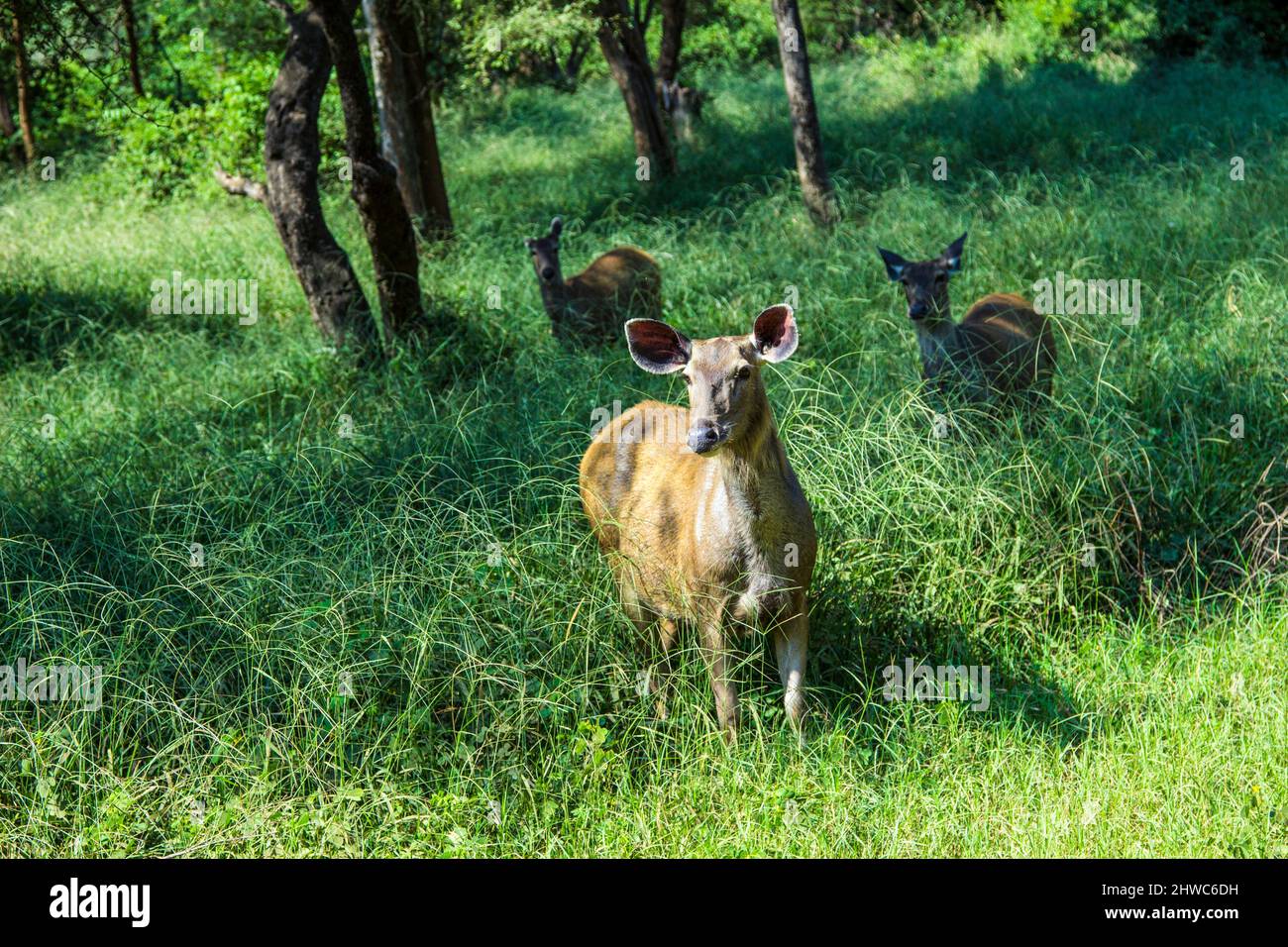 Antilope dans le parc national de Sariska en Inde en herbe Banque D'Images