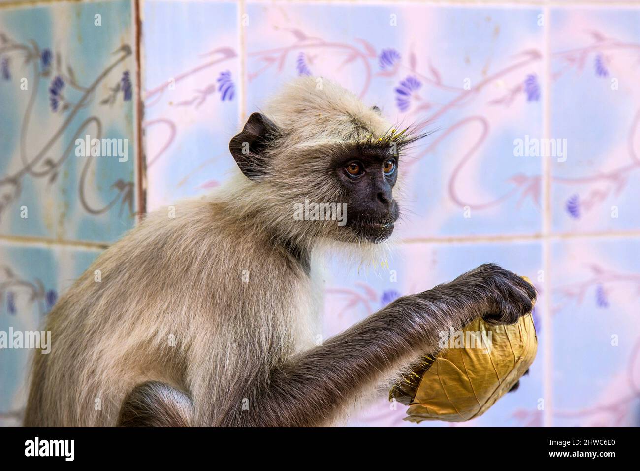 monkey, dans le parc national de Sariska, boit de l'eau sur une feuille de palmier Banque D'Images
