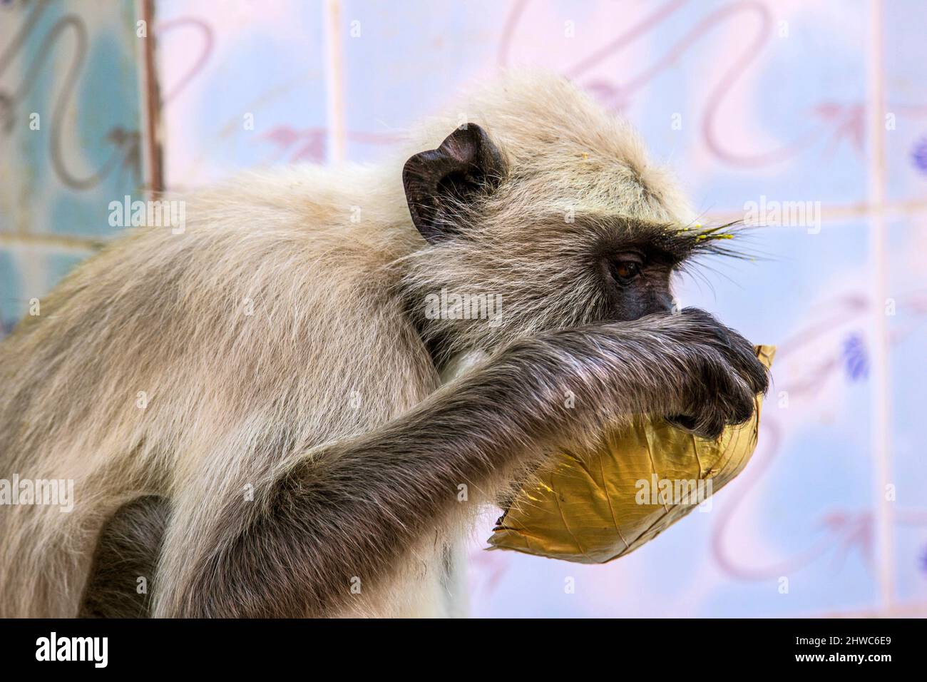 monkey, dans le parc national de Sariska, boit de l'eau sur une feuille de palmier Banque D'Images