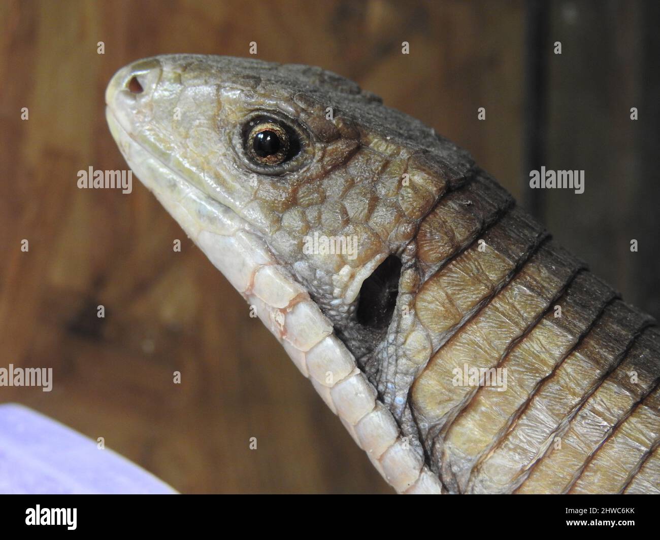 Iguana vert (Iguana Iguana) en contact visuel avec l'appareil photo, gros plan Banque D'Images