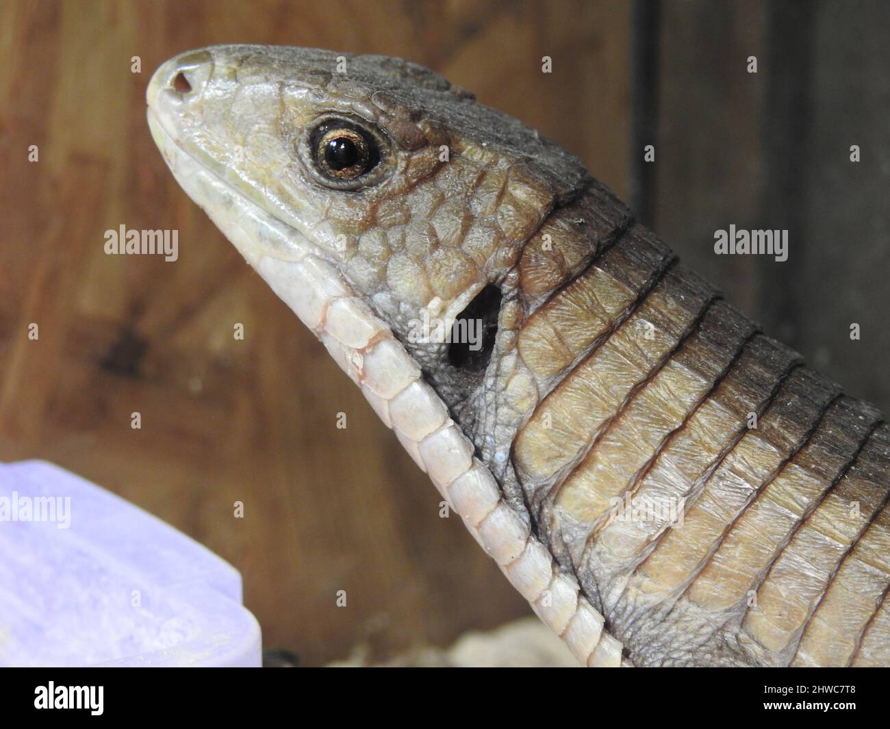 Iguana vert (Iguana Iguana) en contact visuel avec l'appareil photo, gros plan Banque D'Images