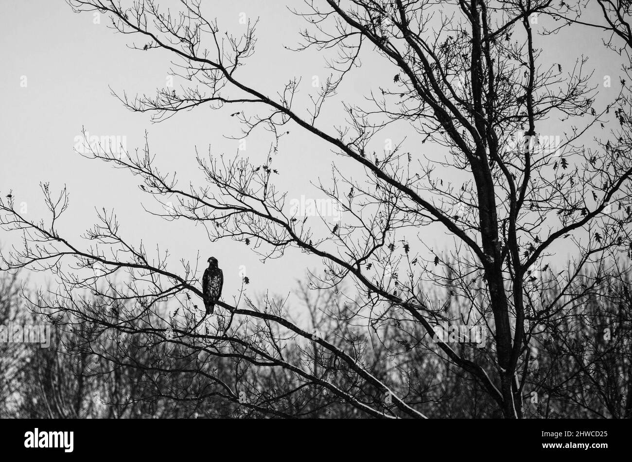 Buse à queue rouge (Buteo jamaicensis) perchée sur un arbre en hiver, horizontale Banque D'Images