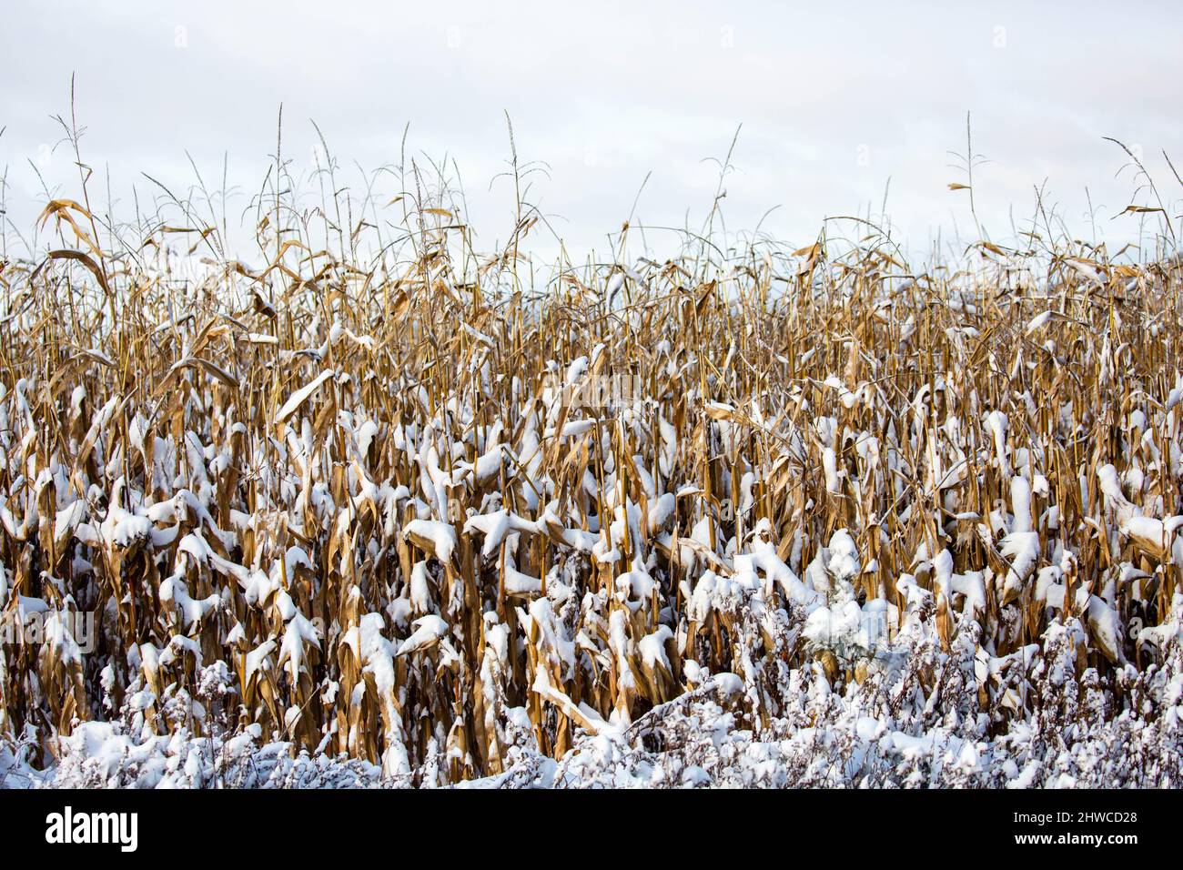 Champ de maïs du Wisconsin recouvert de neige en décembre, horizontal Banque D'Images