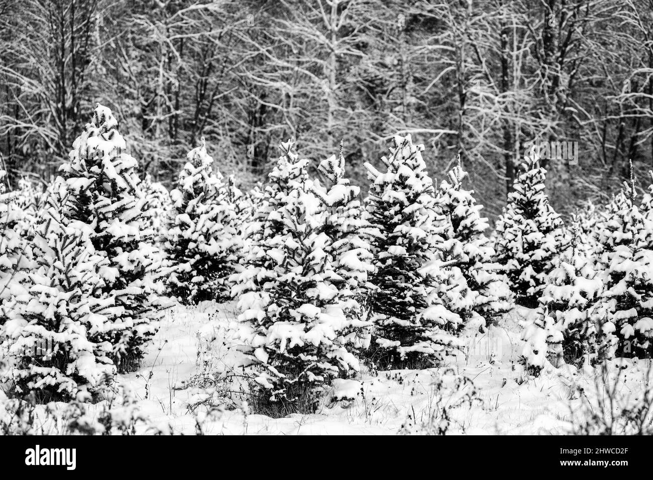 La neige du Wisconsin couvrait les arbres de Noël prêts pour la récolte, à l'horizontale Banque D'Images