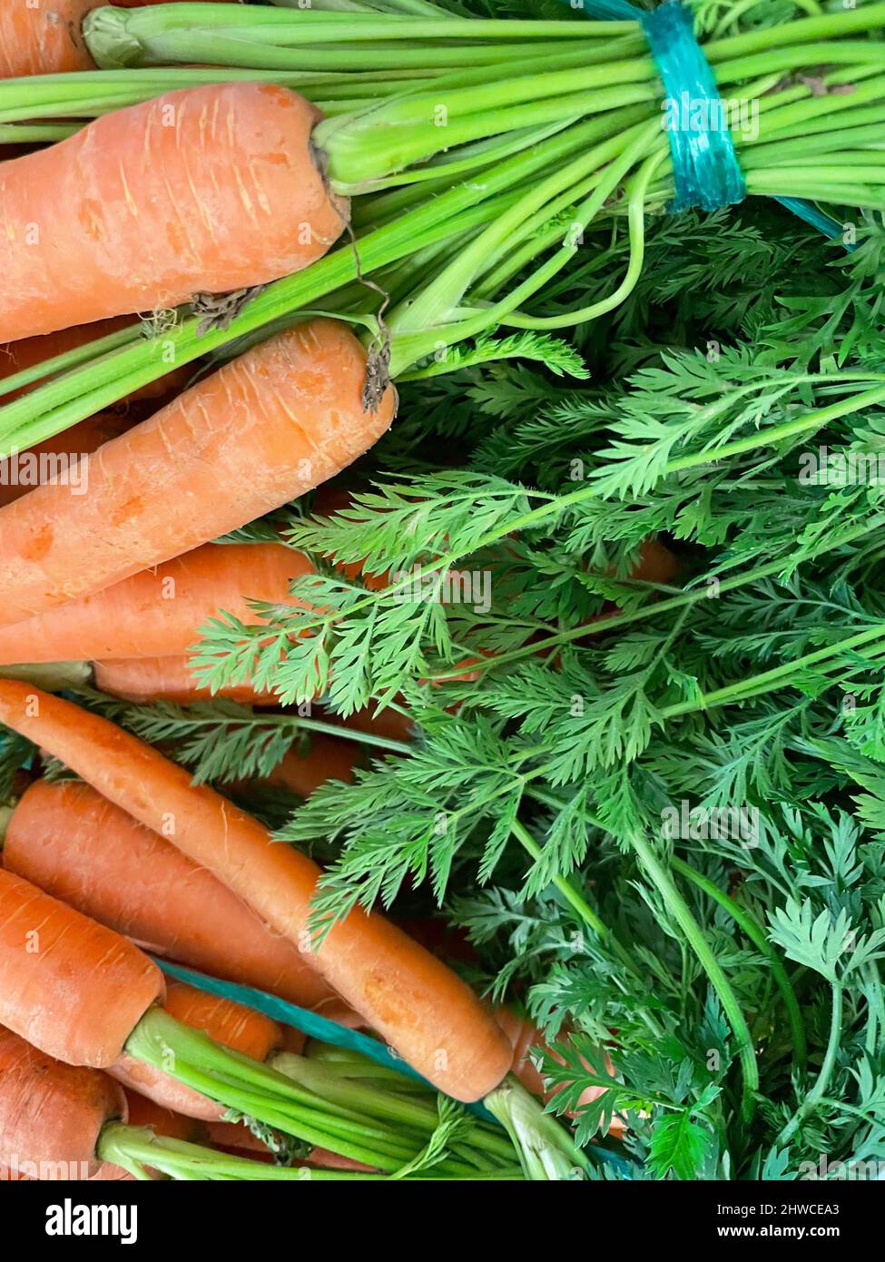 Les carottes sont généralement de couleur orange, mais pourpre, noir, rouge, blanc, et jaune. Banque D'Images