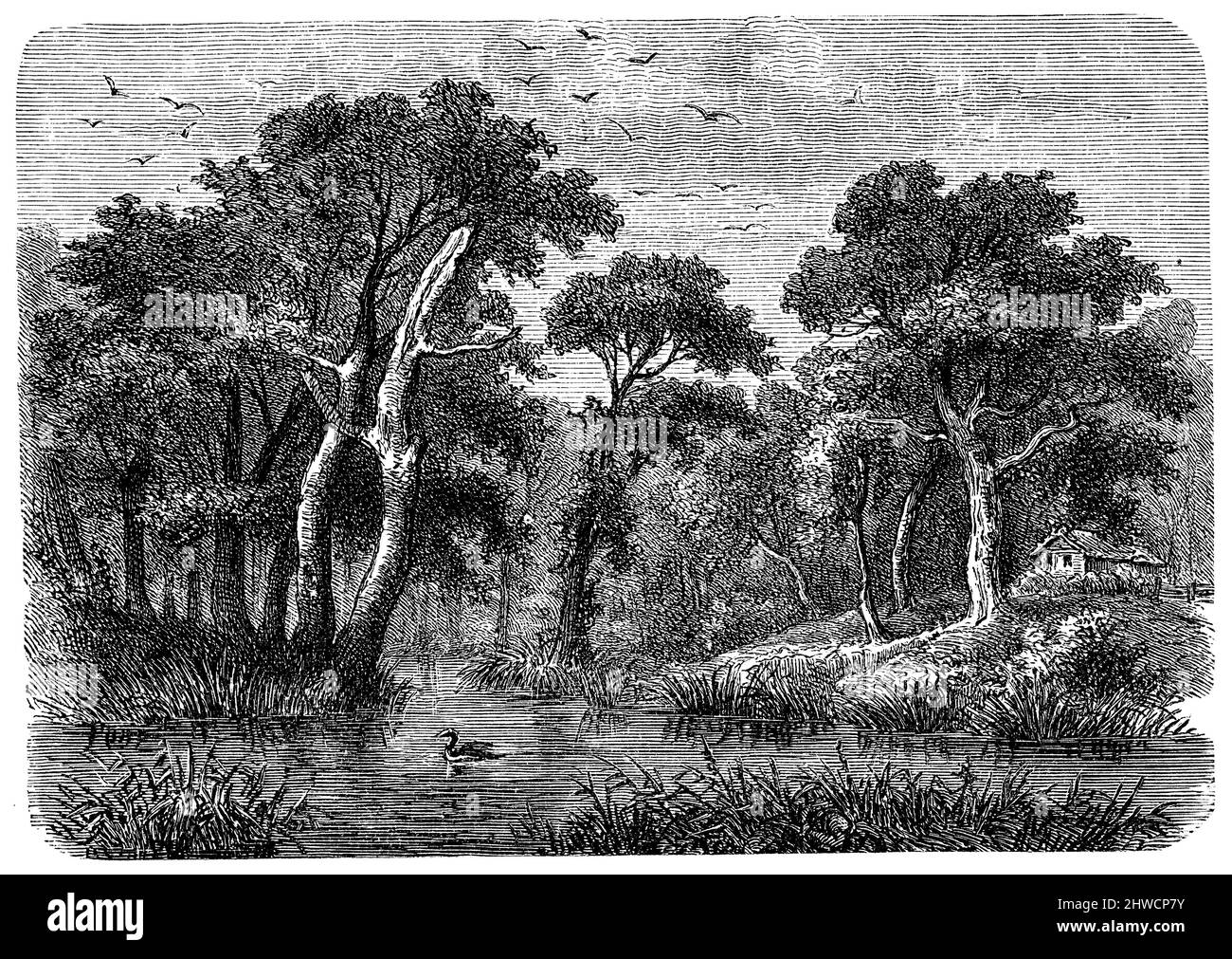 Forêt de Spree près de Burg, Allemagne, , (livre de géographie, 1885), Spreewald nahe Burg, Deutschland, forêt de la Spree, Allemagne Banque D'Images