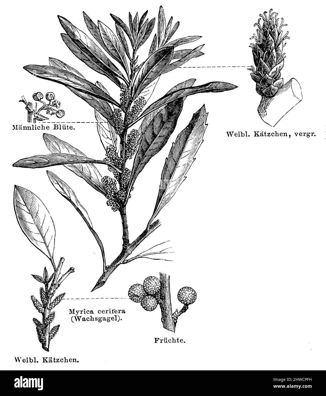 Myrte de cire du sud , Myrica cerifera Syn. Morella cerifera, (encyclopédie, 1888), Virginie Wachsbaum , arbre à suif Banque D'Images