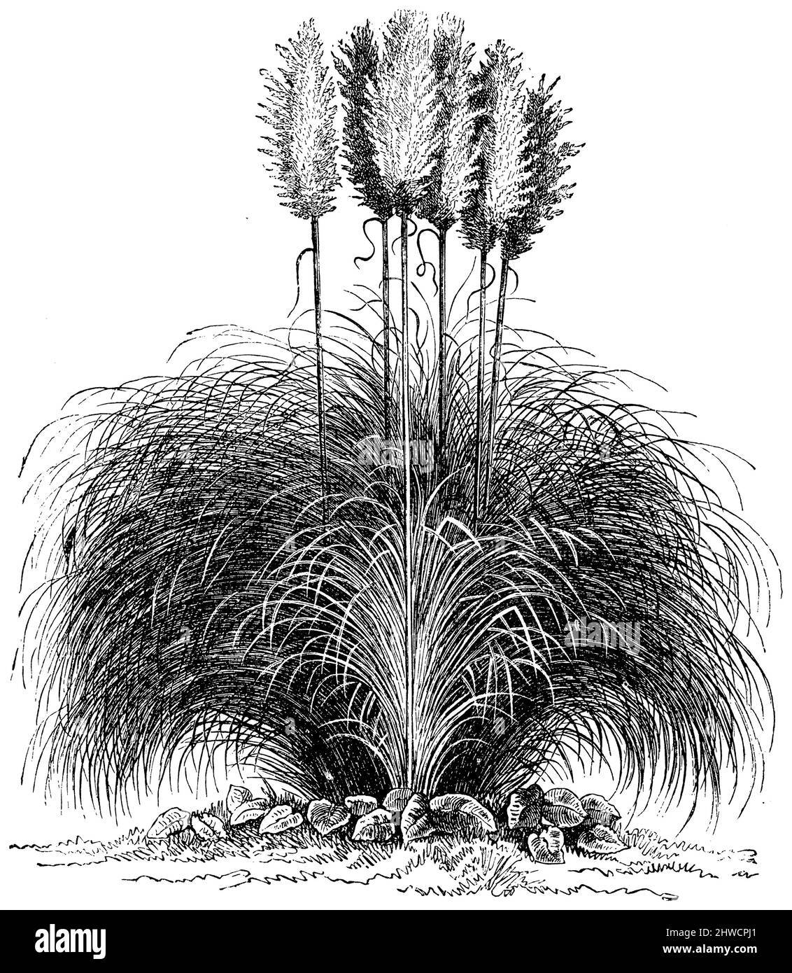 pinpas herbe , Cortaderia selloana, (livre botanique, ca. 1900), Amerikanisches Pampagras , herbe de la pampa Banque D'Images