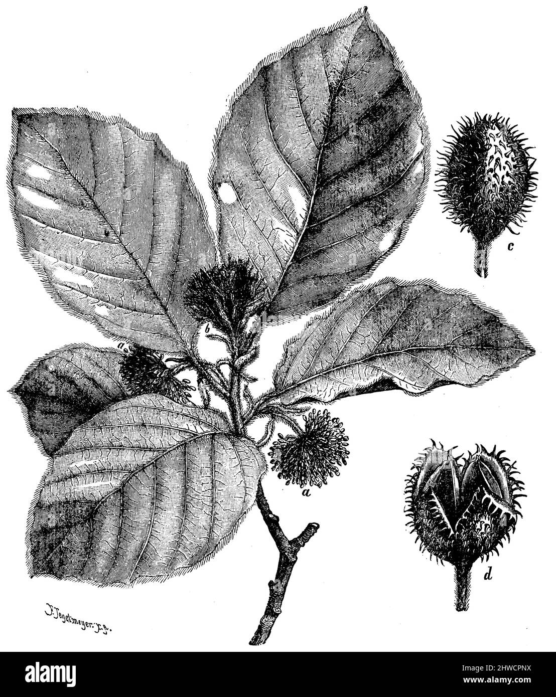 Beech Rameau en fleurs, a inflorescence mâle, b inflorescence femelle, c coupe de fruit fermée, d coupe de fruit extérieur, Fagus sylvatica, Tegetmeyer, Ferdinand (1844-1912) (Holzstecher, Holzschneider) (livre botanique, env. 1900), Buche Blühender Zweig, a männlicher, b weiblicher Blütenstand, c Geschlossener, d geöffneter Fruchtbecher., hêtre Rameau en fleurs, a inflorescence mâle, b inflorescence femelle, c coupe de fruit fermée, d coupe de fruit extérieur Banque D'Images