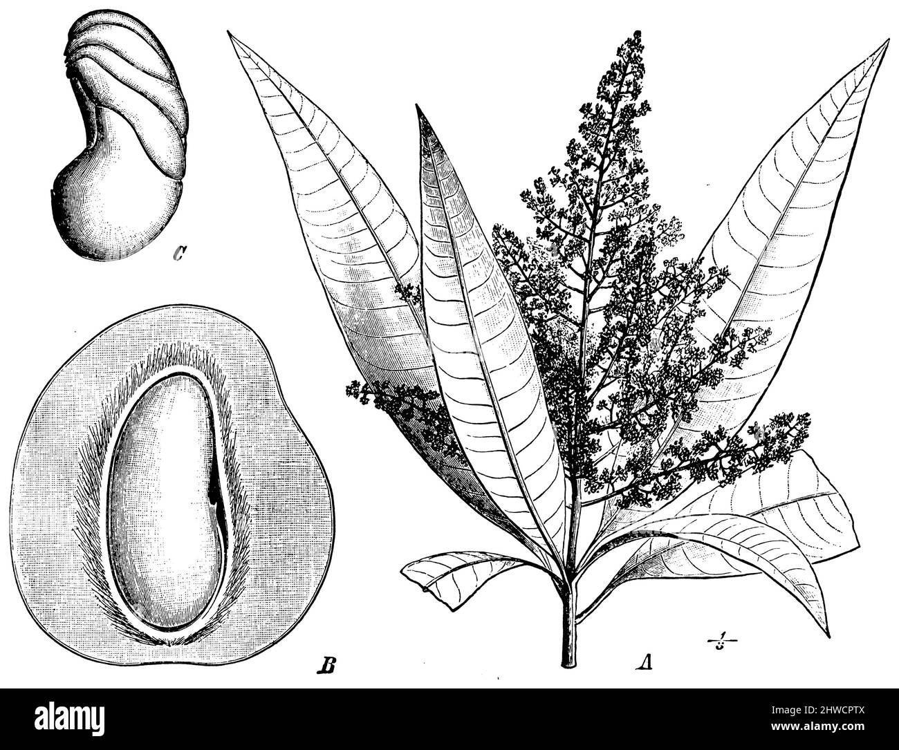 Mango Une branche fleurie. B fruit. C Semence, Mangifera indica, (livre botanique, ca. 1900), Mango, Mangobaum A Blühender Zweig. B Frucht. C idem, Manguier A Branche fleurie. B fruit. C sérence Banque D'Images