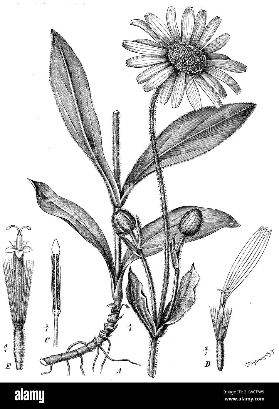 wolf's bane A plante en fleur. C étamine de la fleur. C Fleur marginale, E Fleur centrale, Arnica montana, Tegetmeyer, Ferdinand (1844-1912) (Holzstecher) (livre botanique, ca. 1900), Arnika A Blühende Pflanze. C Steubgefäß. C Rand-, E Mittelblüte, Arnica des montagnes A plante en fleur. C étamine de la fleur. C Fleur marginale, E Fleur centrale Banque D'Images