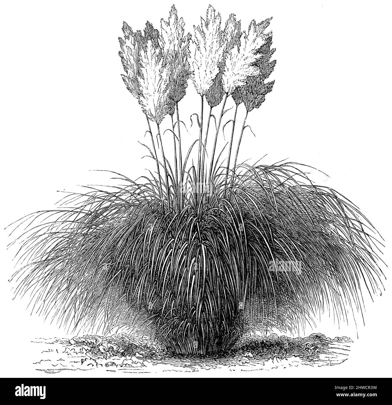 pampas herbe , Cortaderia selloana, (, ), Amerikanisches Pampasgras , herbe de la pampa Banque D'Images