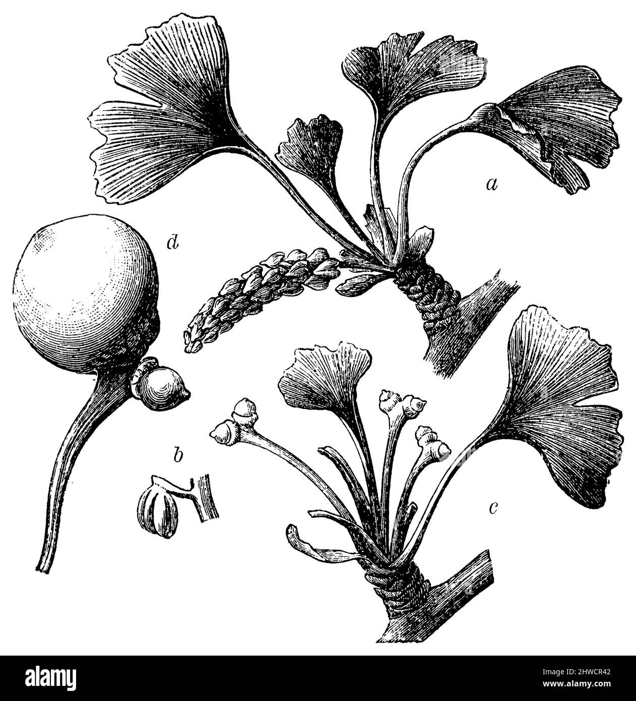 Gingko, Ginko a mousse avec fleurs mâles, b étamine, c mousse avec fleurs femelles, d fruit, Ginkgo biloba, (, ), Ginkgo a Trieb mit männlichen Blüten, b Staubblatt, c Trieb mit weiblichen Blüten, d Frucht, l’Arbre aux quarante écus, l’Abracotier d’argent ou Ginkgo a mousse avec fleurs maâles, b étamine, c puses, felles, fruit Banque D'Images