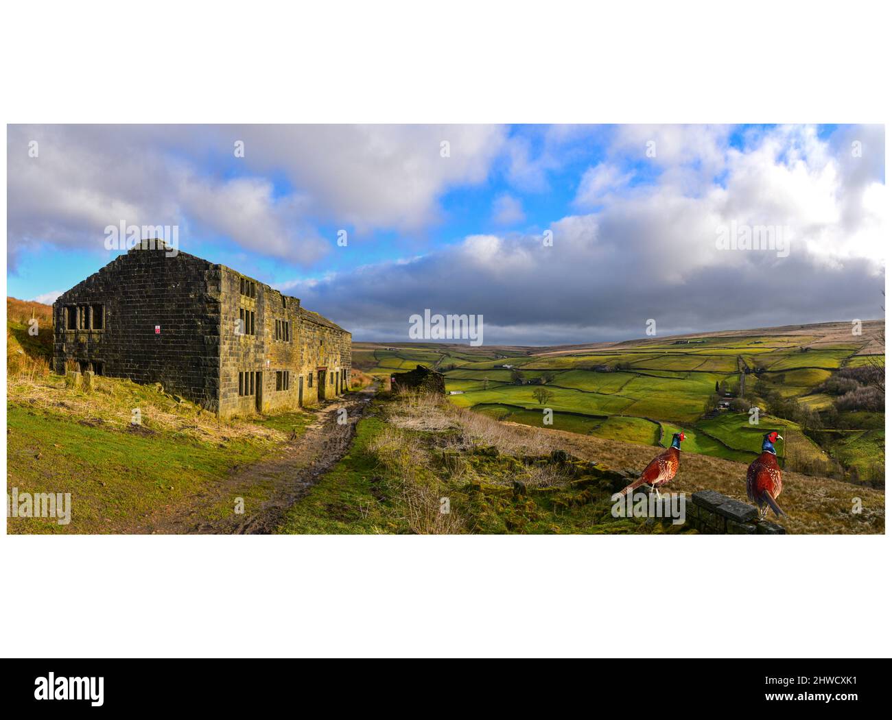 Les faisans admirent la vue sur NOOK, ferme en ruines, Crimsworth Dean, Hebden Bridge, West Yorkshire Banque D'Images