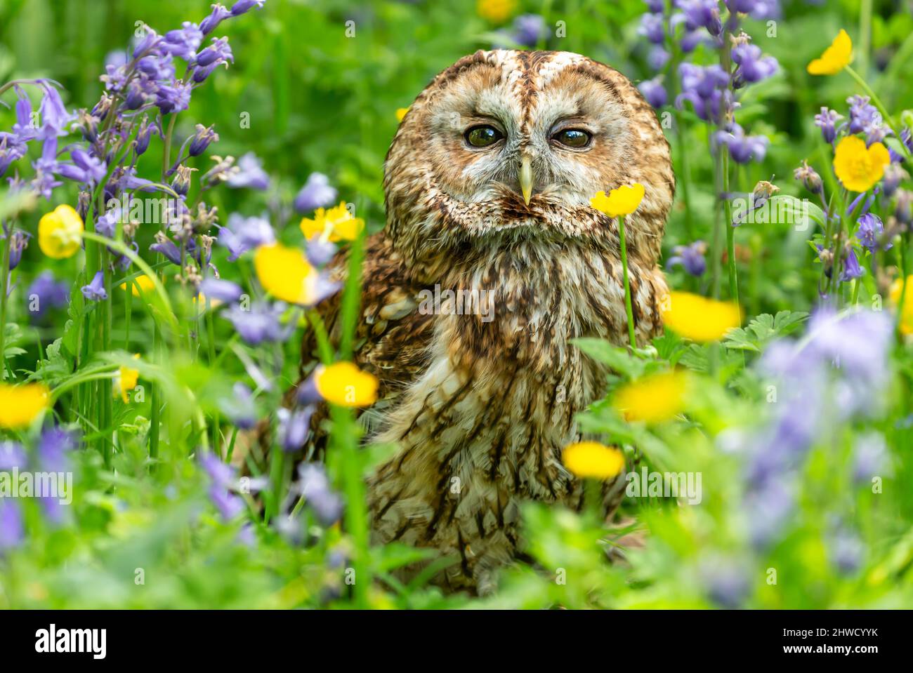 Le Tawny Owl est orienté vers l'avant dans des fleurs boisées colorées, dont des cloches et des butterbuttertasses. Gros plan. Nom scientifique: Strix Aluco. Horizontale. SP Banque D'Images