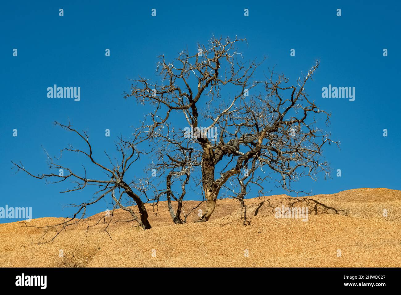 Namibie, arbre mort dans le désert de Spitzkoppe à Damaraland, beau paysage Banque D'Images