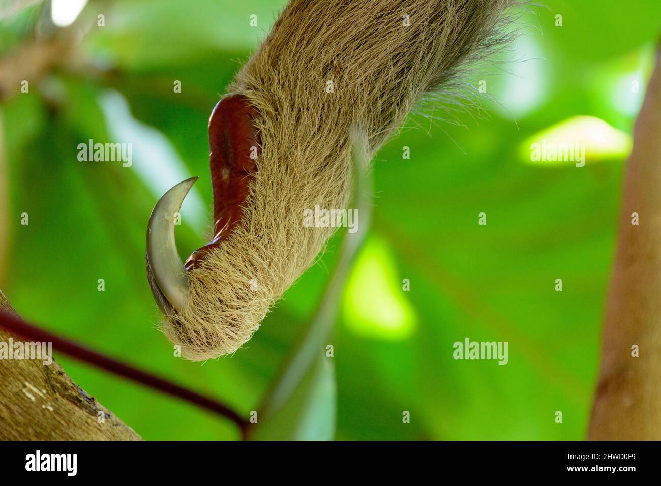 Gros plan sur le pied d'un sloth à deux doigts de Hoffmann (Choloepus hoffmanni), parc national Manuel Antonio, province de Puntarenas, Quepos, Costa Rica Banque D'Images