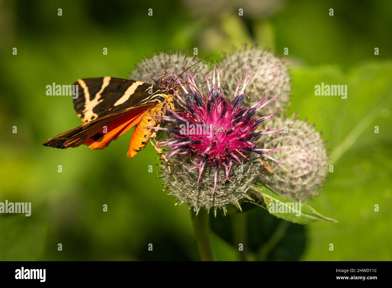 Le tigre de Jersey, papillon coloré orange, brun et jaune, assis sur une fleur de terreau mauve et gris laineux suçant sur le nectar lors d'une journée ensoleillée d'été Banque D'Images