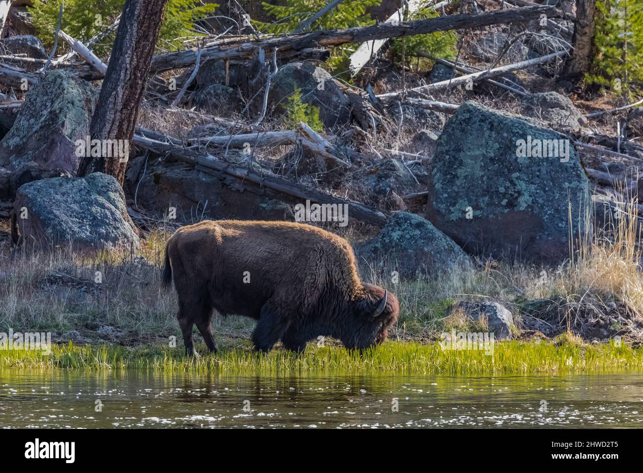 Alimentation des bisons Banque de photographies et d’images à haute ...