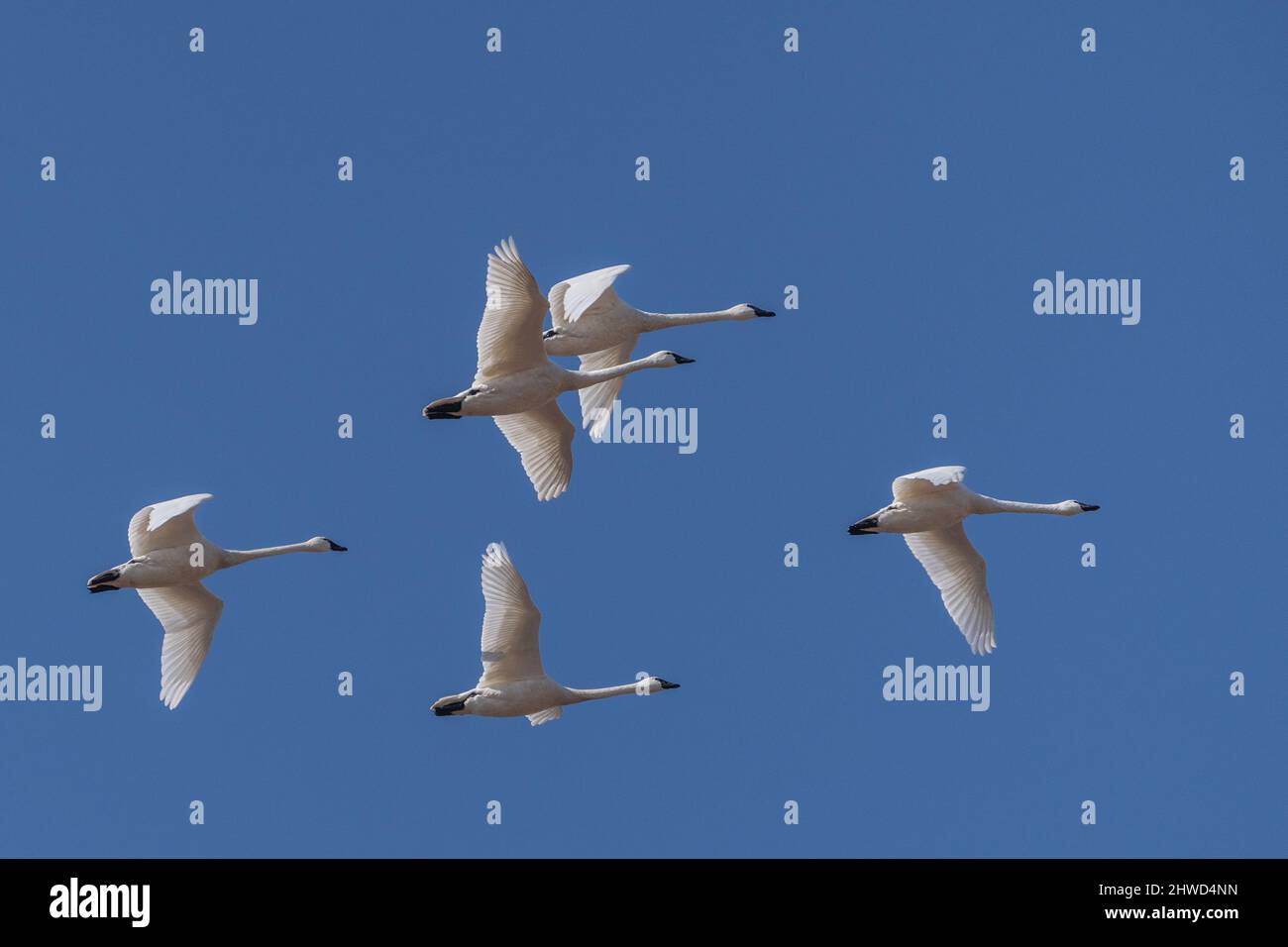 Cygnes de toundra (survolez un ciel bleu, comté de Lancaster, Pennsylvanie. Banque D'Images