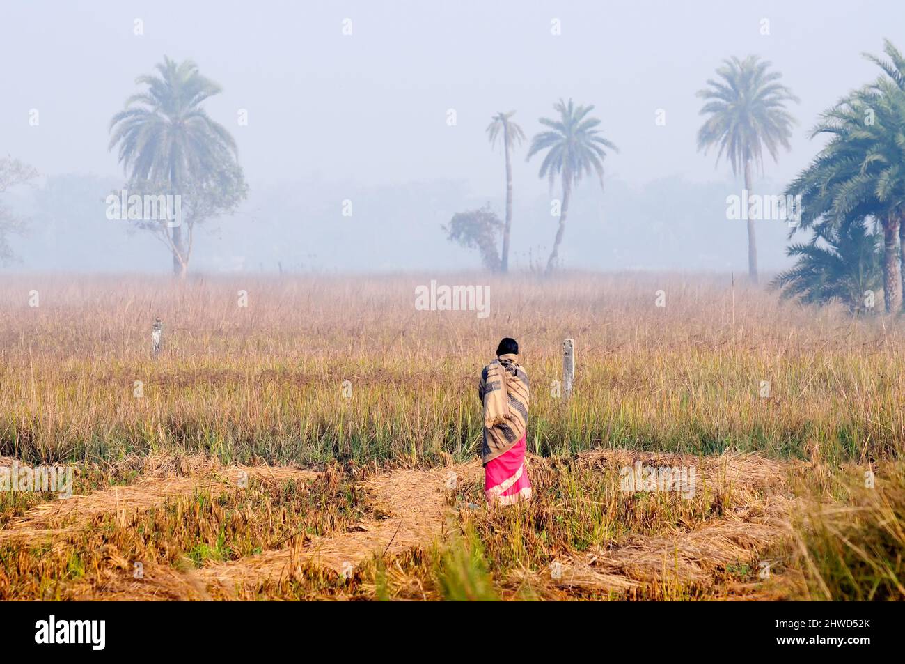 HOWRAH, BENGALE-OCCIDENTAL / INDE - DÉCEMBRE 15th 2013 : femme rurale indienne non identifiée portant le Sari debout dans la brume du matin d'hiver. Ils prennent P active Banque D'Images