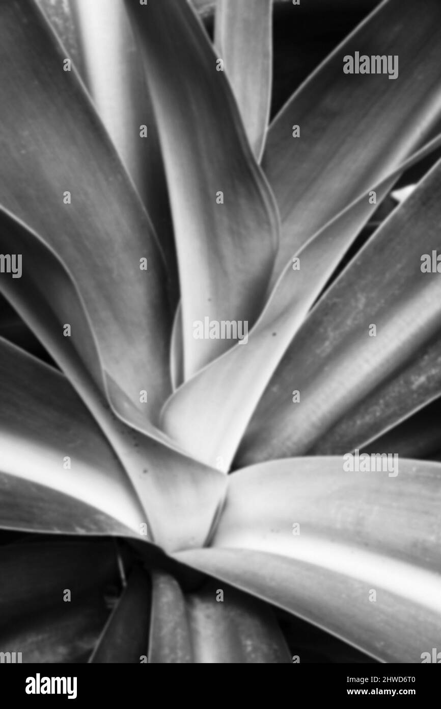 Image floue de feuilles noires et blanches sur fond naturel. Banque D'Images